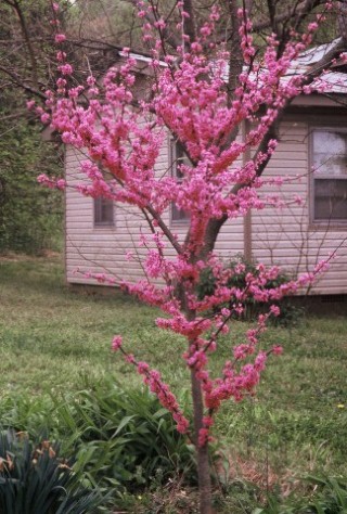 Redbud (Tennessee Pink)
