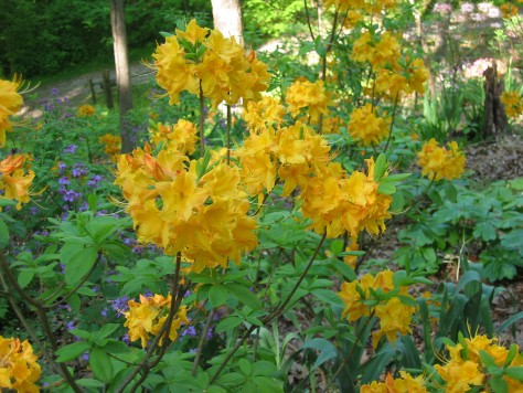 R. austrinum