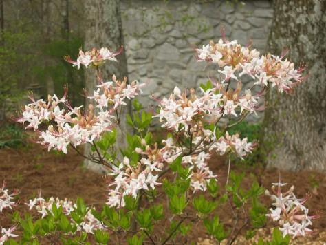 R. canescens