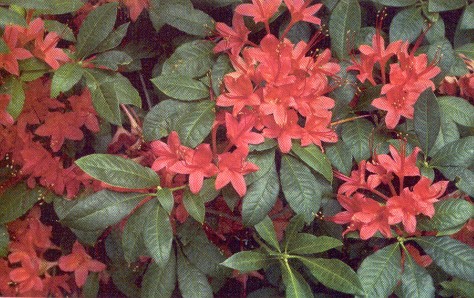 R. prunifolium