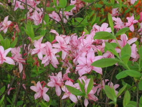 R. roseum