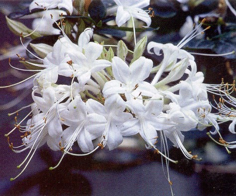 R. viscosum