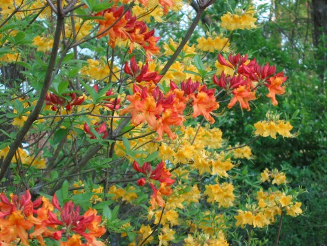 R. austrinum