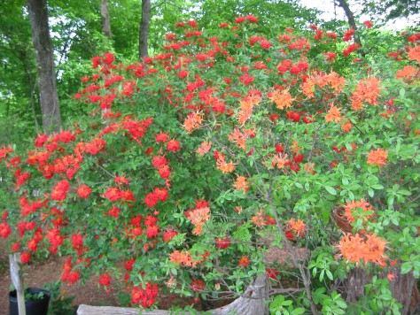 R. flammeum