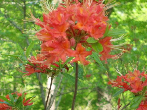 R. flammeum