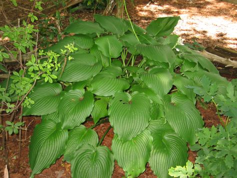 H. 'Green Piecrust' H. 'Green Piecrust'