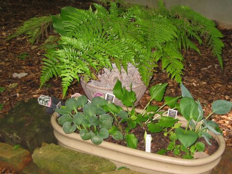 Miniture Hosta Trough with Autumn Fern Miniture Hosta Trough with Autumn Fern