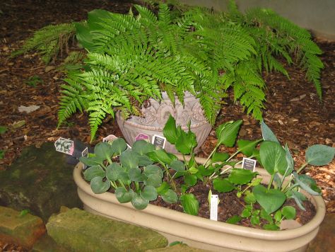 Miniture Hosta Trough with Autumn Fern