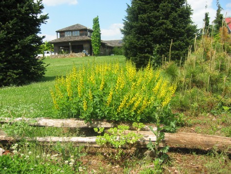 Baptisia
