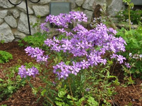 Blue Phlox