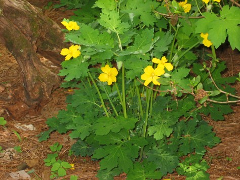 Celandine Poppy