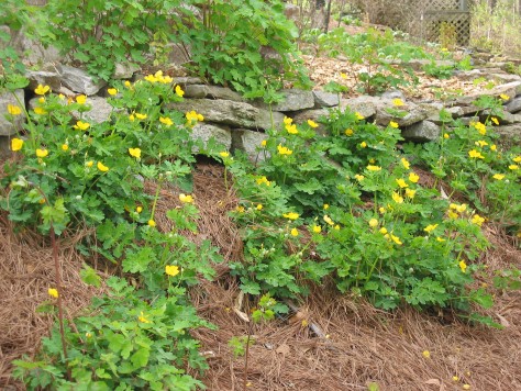 Celandine Poppy