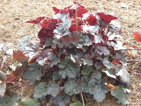 Coral Bells