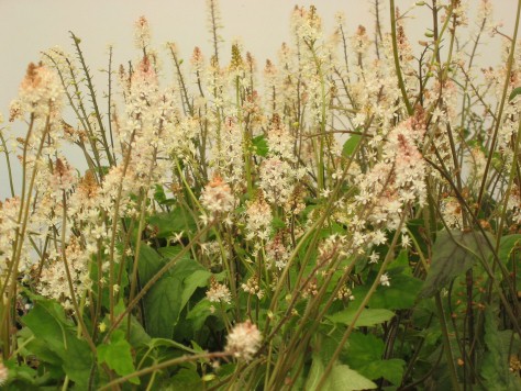 Foam Flower