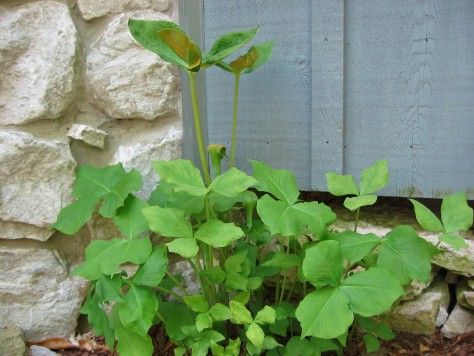 Jack-in-the-Pulpit