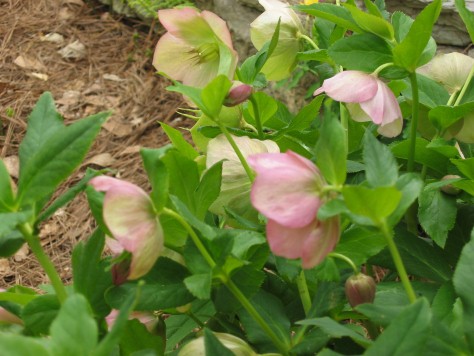 Lenten Rose