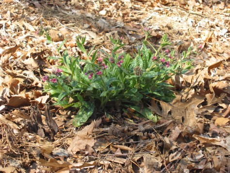 Lungwort