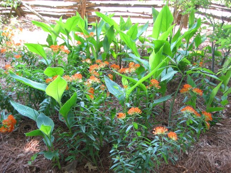 Orange Butterfly Weed
