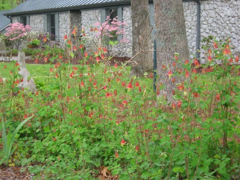 Red Columbine
