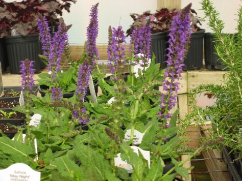 Salvia May Night