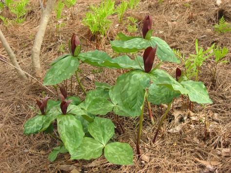 Trillium