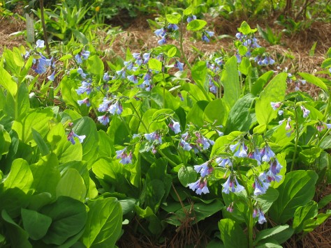 Virginia Blue Bell