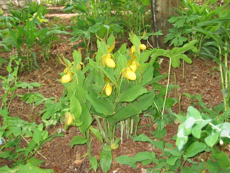 Yellow Lady Slippers