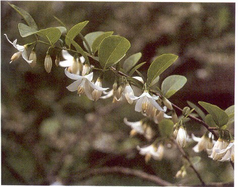 American Styrax Bloom