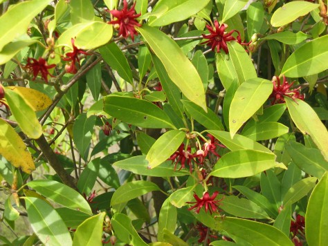 Anise