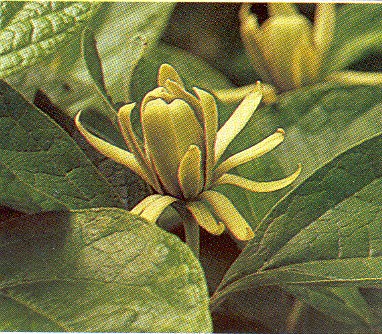 Athens Sweet Shrub Flower