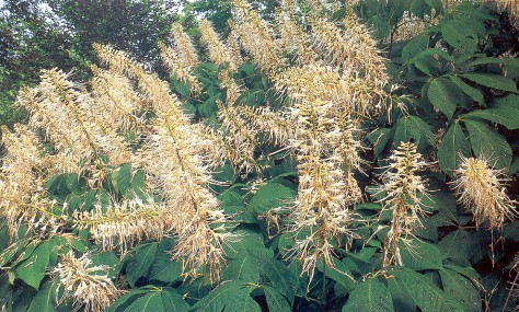 Bottlebrush Buckeye
