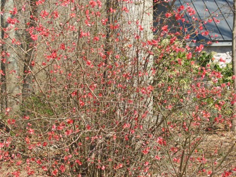 Flowering Quince