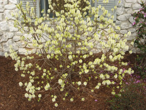 Fothergilla