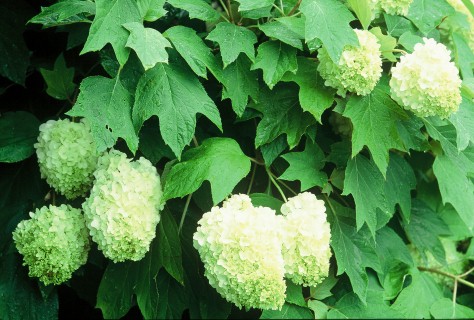 Hydrangea quercifolia (Harmony)