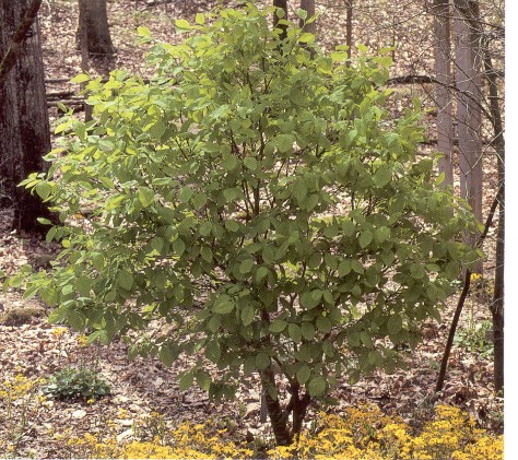 Leatherwood