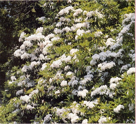 Mountain Laurel