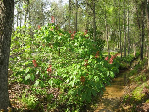 Red Buckeye