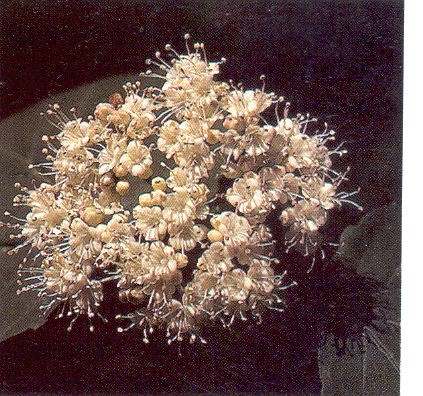 Viburnum Maple Leaf Flower