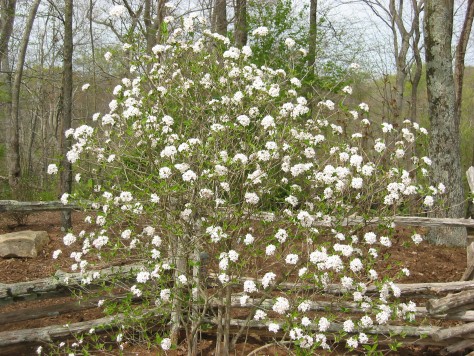 Viburnum Mohawk