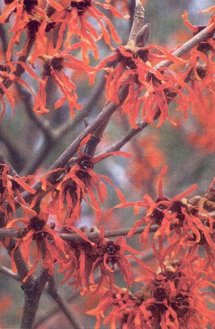Witch Hazel Diane