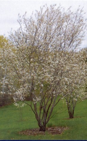 Apple Serviceberry