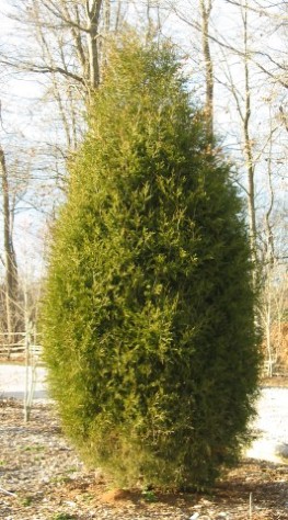 Eastern Red Cedar
