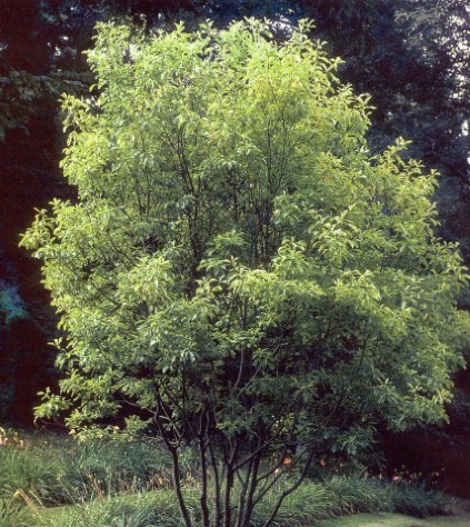 Franklinia