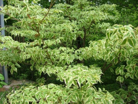 Kousa Dogwood "Wolf Eyes"