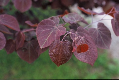 Redbud "Forest Pansey"