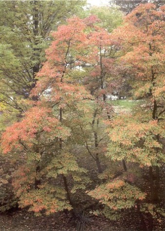 Sassafras