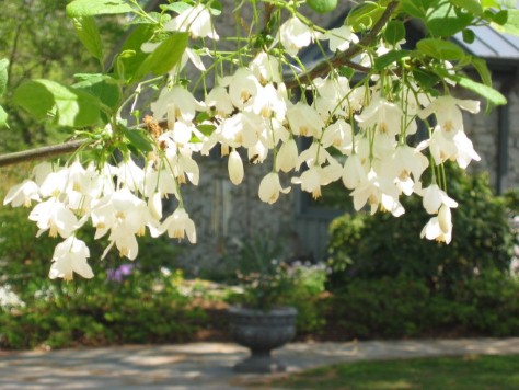 Two-Wing Silverbell (up-close)