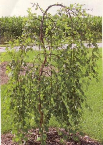Weeping River Birch