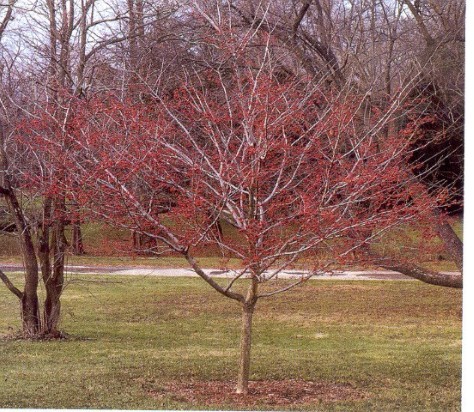 Winter King Hawthorn