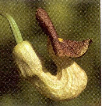 Dutchman's Pipe Bloom